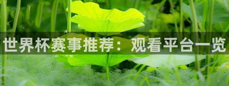  世界杯赛事推荐：观看平台一览