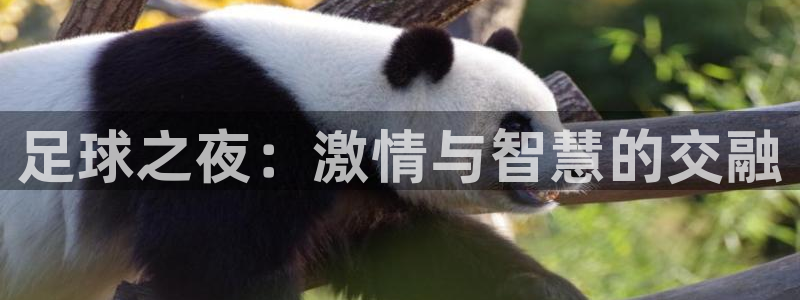 足球之夜：激情与智慧的交融